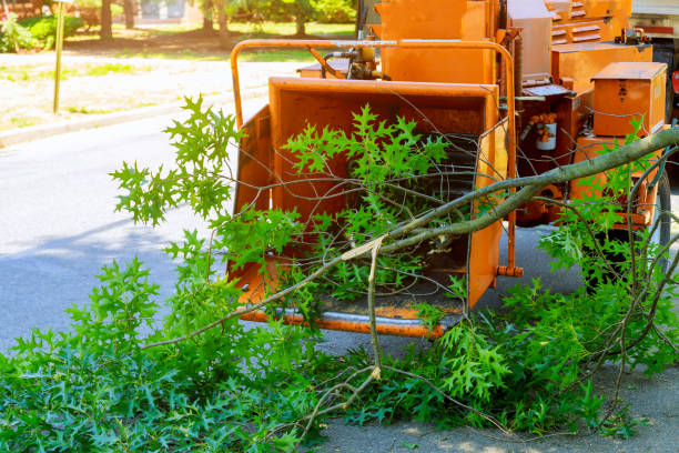 Tree Branch Trimming in Hebron, KY